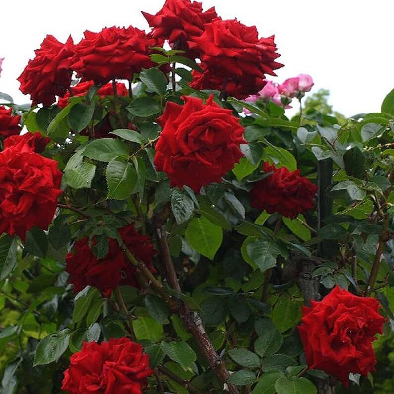 INGRID BERGMAN Trandafir pomisor