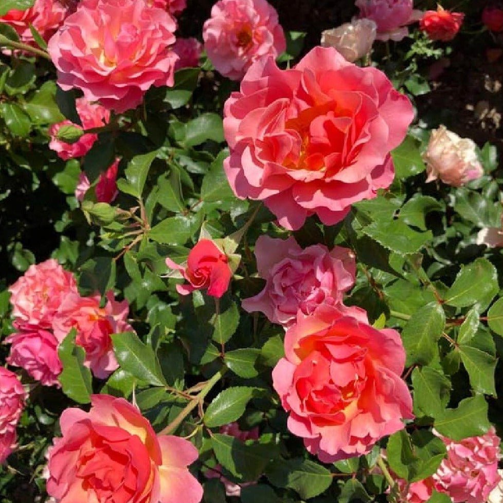 JEAN COCTEAU Trandafir floribunda