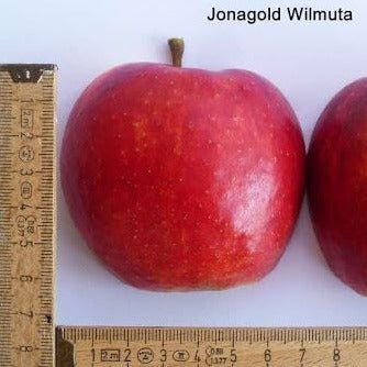JONAGOLD WILMUTA Mar de anul 2 - tip varga