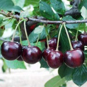 Visin Negricios JUBILEU DE ERD Visin de anul 2 - coroana proiectata