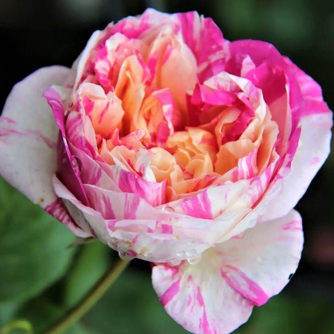 JULIE ANDRIEU Trandafir urcator