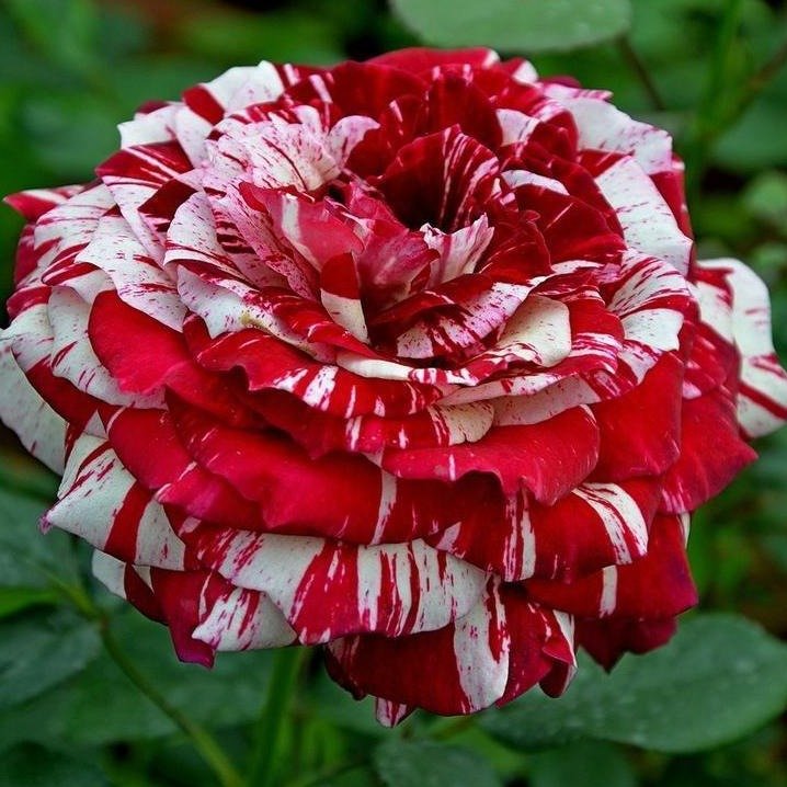 JULIO IGLESIAS Trandafir teahibrid