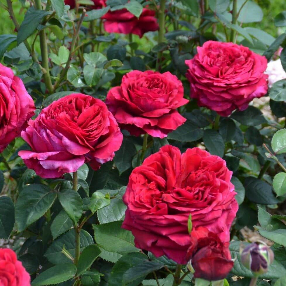 La Rose des 4 Vents Trandafir teahibrid