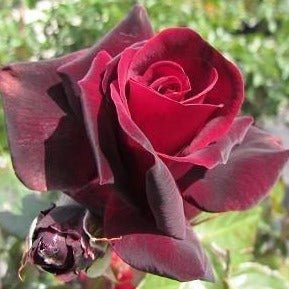 LE ROUGE ET LE NOIR Trandafir teahibrid