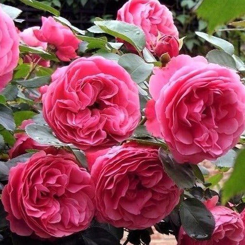 LEONARDO DA VINCI Trandafir floribunda