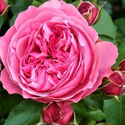 LEONARDO DA VINCI Trandafir floribunda