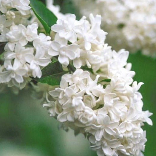 Liliac : MADAME LEMOINE Perene Superbe