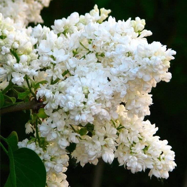 Liliac : MADAME LEMOINE Perene Superbe