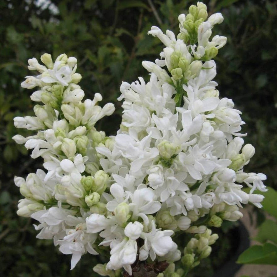Liliac : MADAME LEMOINE Perene Superbe