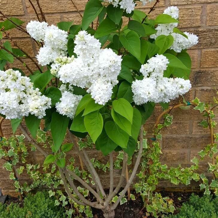 Liliac : MADAME LEMOINE Perene Superbe