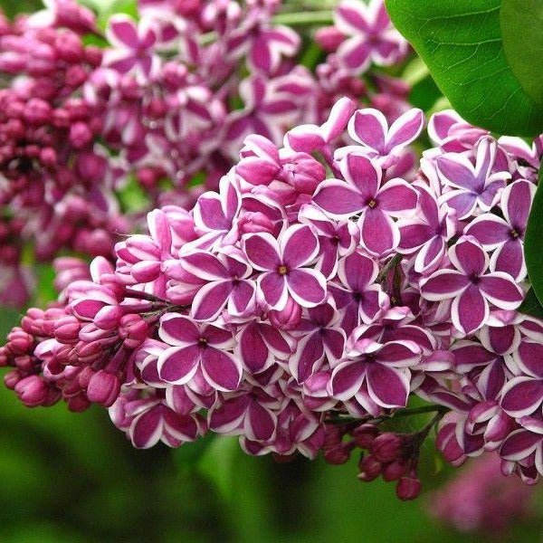 Liliac : SENSATION Perene Superbe