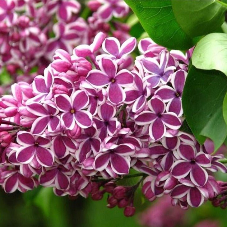 Liliac : SENSATION Perene Superbe