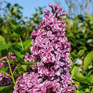 Liliac : SENSATION Perene Superbe