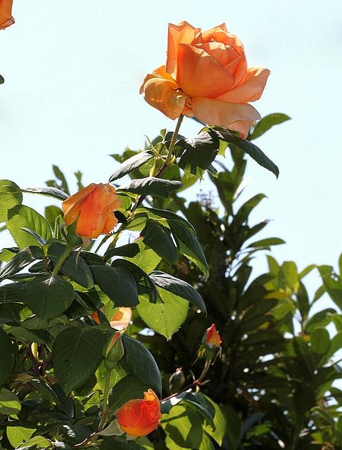 Gpt. LOUIS DE FUNES Trandafir urcator