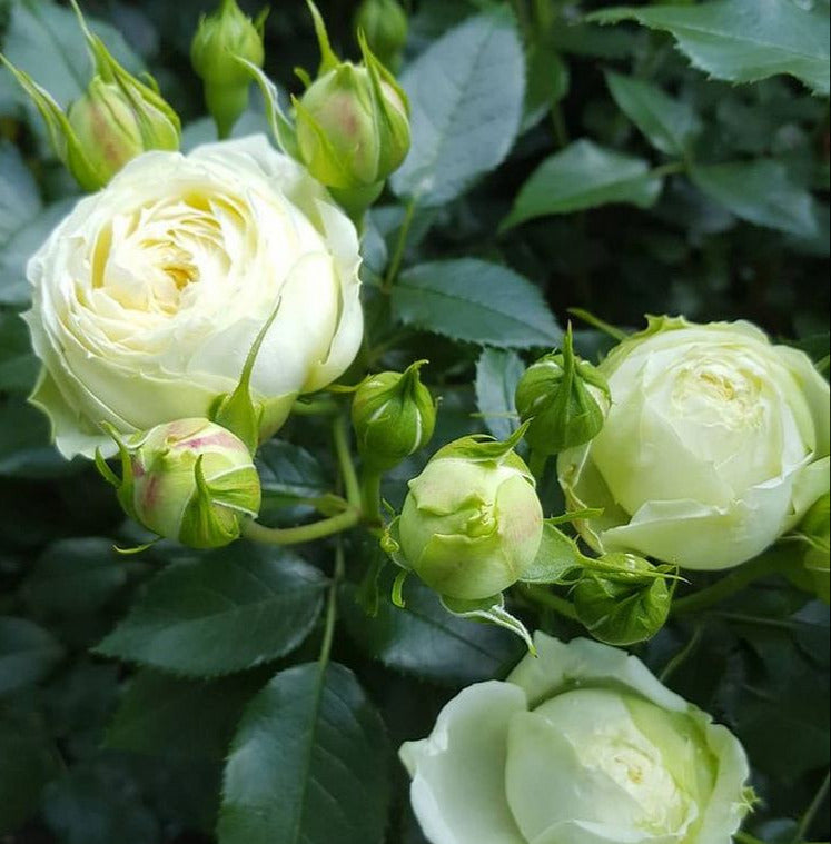 Lovely Green