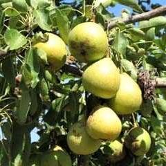 Par MAGDALENA DE VARA (CITRON DES CARMES) Par de anul 2 - coroana proiectata