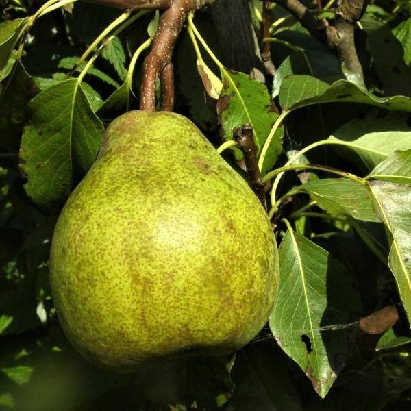 Par MAGDALENA DE VARA (CITRON DES CARMES) Par de anul 2 - coroana proiectata