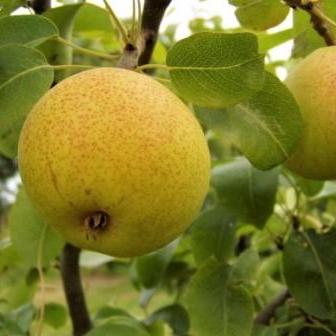 Par MAGDALENA DE VARA (CITRON DES CARMES) Par de anul 2 - coroana proiectata