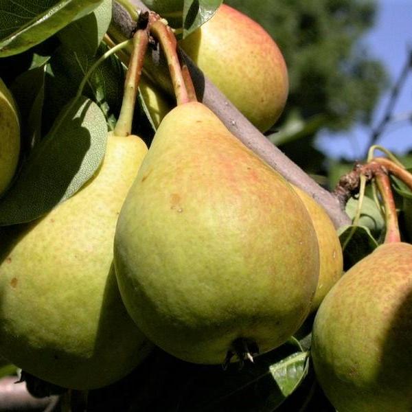 Par MAGDALENA DE VARA (CITRON DES CARMES) Par de anul 2 - coroana proiectata