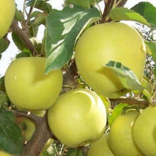 Mar CLAR ALB Mar de anul 2 - tip varga