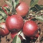 Mar DANZIG ROSU Mar de anul 2 - coroana proiectata