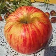 Mar DOMNESC Mar de anul 2 - tip varga