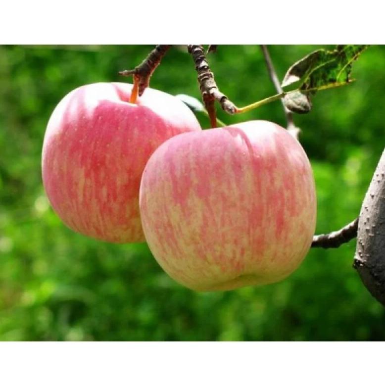 Mar FUJI Mar de anul 2 - tip varga