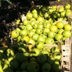 Mar GOLDEN REZISTENT Mar de anul 2 - tip varga