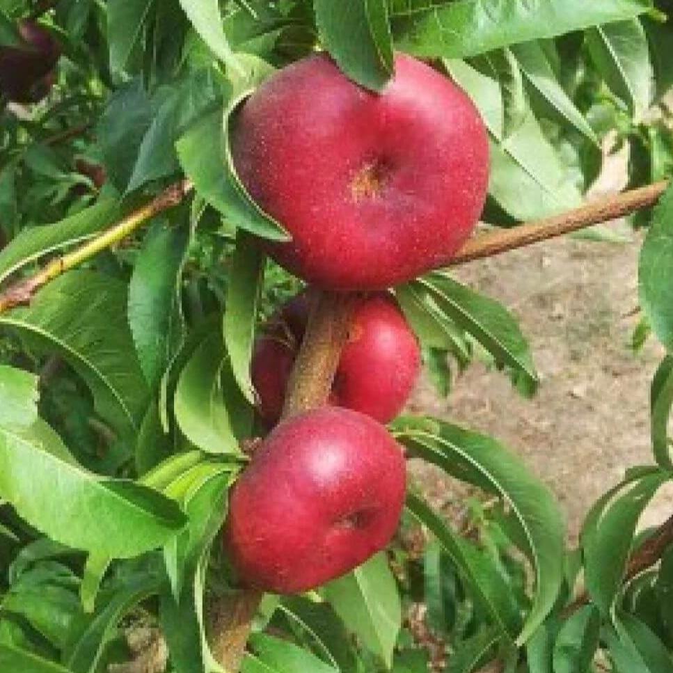 Piersic PLATIMOON Piersic de anul 2 - coroana proiectata