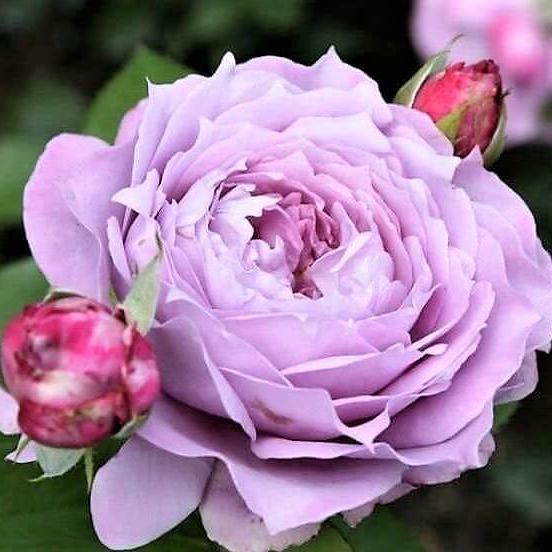 NOVALIS Trandafir floribunda