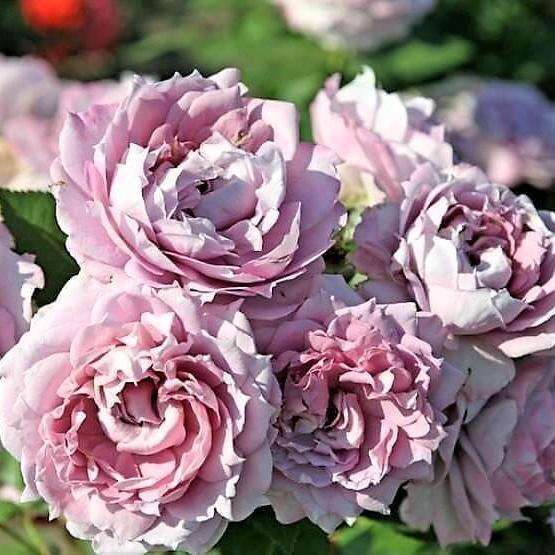 NOVALIS Trandafir floribunda