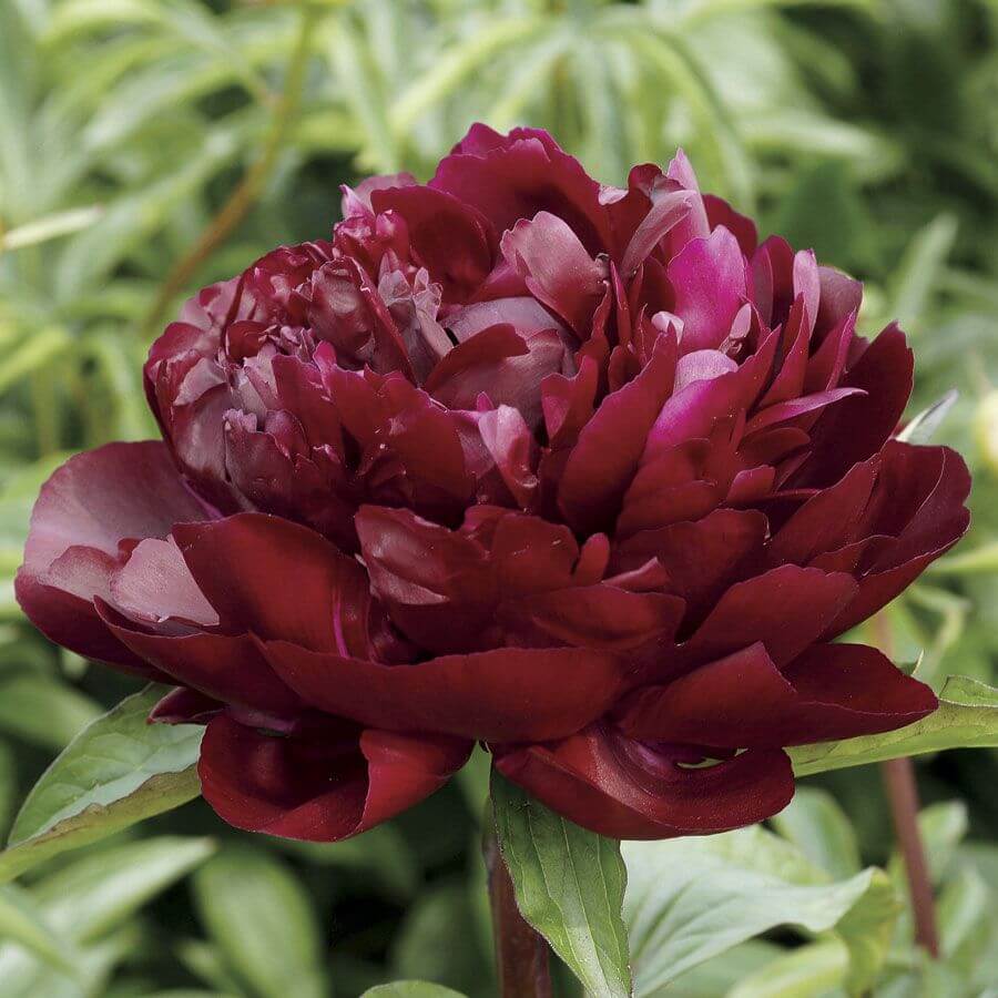 Paeonia Lactiflora : ARMANI