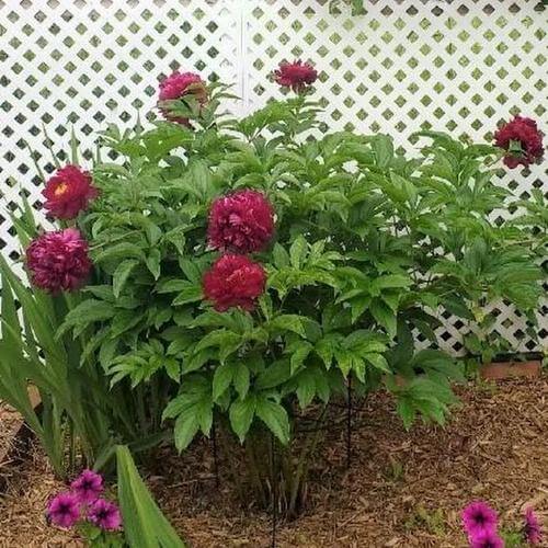 Paeonia Lactiflora : ARMANI