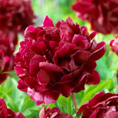 Paeonia Lactiflora : ARMANI