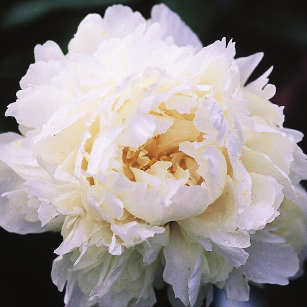 Paeonia : BOWL OF CREAM Jardina.eu