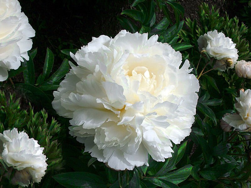 Paeonia : BOWL OF CREAM Jardina.eu