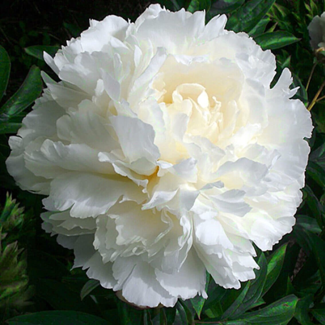 Paeonia : BOWL OF CREAM Jardina.eu