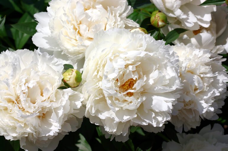 Paeonia : BOWL OF CREAM Jardina.eu