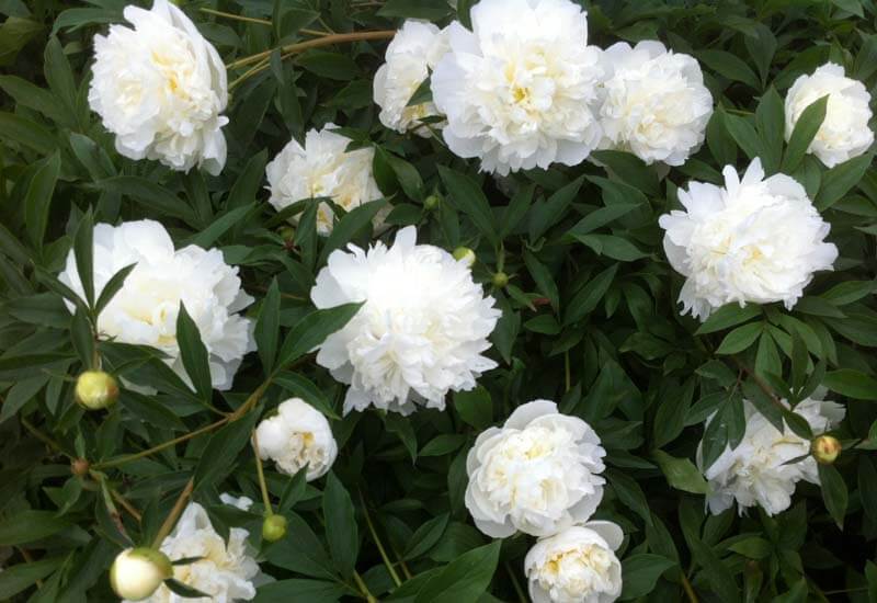 Paeonia Lactiflora : DUCHESSE DE NEMOURS Jardina.eu