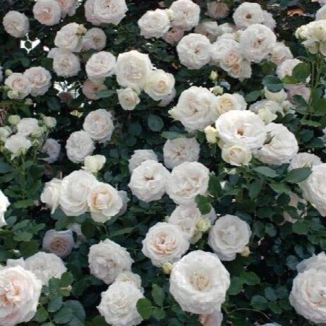 PALAIS ROYAL Trandafir urcator