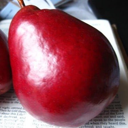 Par CLAPP ROSU Par de anul 2 - tip varga