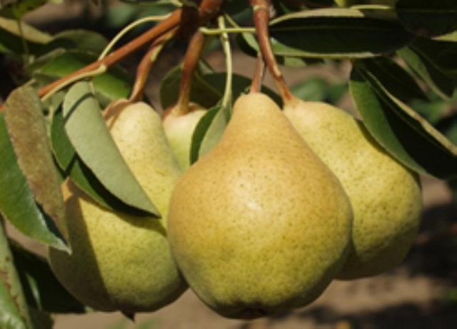 Par CONTESA DE PARIS Par de anul 2 - coroana proiectata