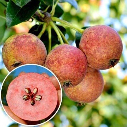 Par cu MIEZ ROSU Par de anul 2 - tip varga