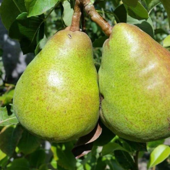 Par DECANA COMISIEI Par de anul 2 - tip varga