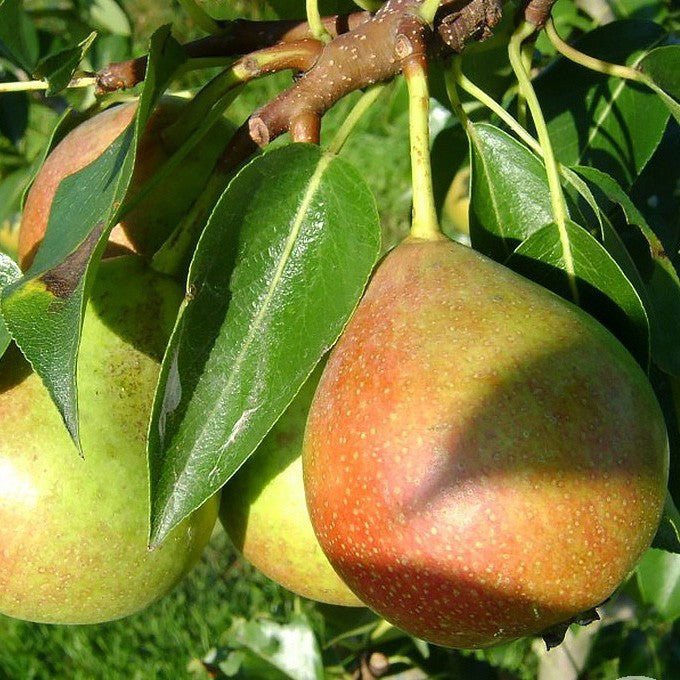 Par FAVORITA LUI CLAPP Par de anul 2 - tip varga