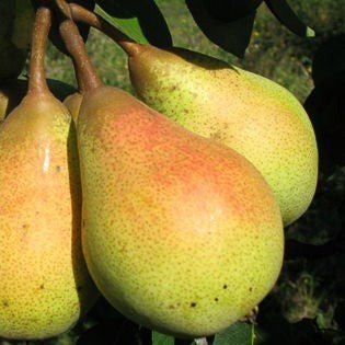 Par HAYDEEA Par de anul 2 - tip varga