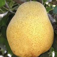 Par KIEFFER Par de anul 2 - coroana proiectata