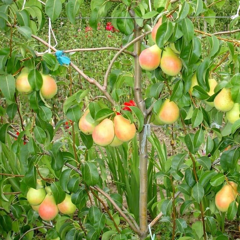 Par NAPOCA Par de anul 2 - coroana proiectata