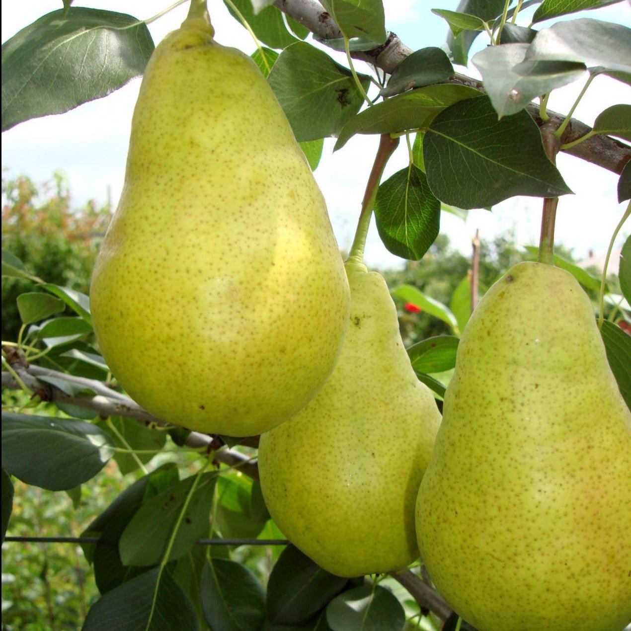 Par DUCESA DE ANGOULEME Par de anul 2 - coroana proiectata