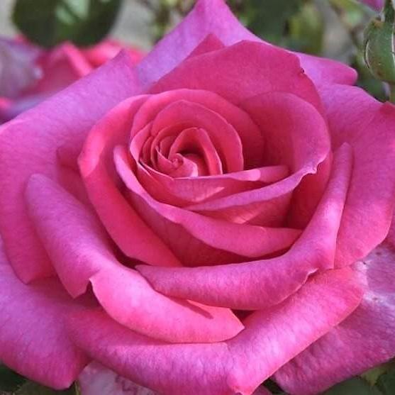 PAROLE Trandafir teahibrid